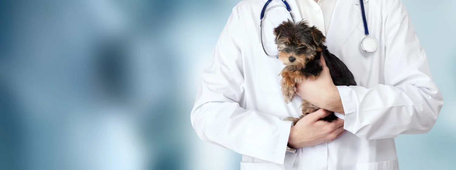 Como ter sucesso na carreira de especialidades veterinárias?